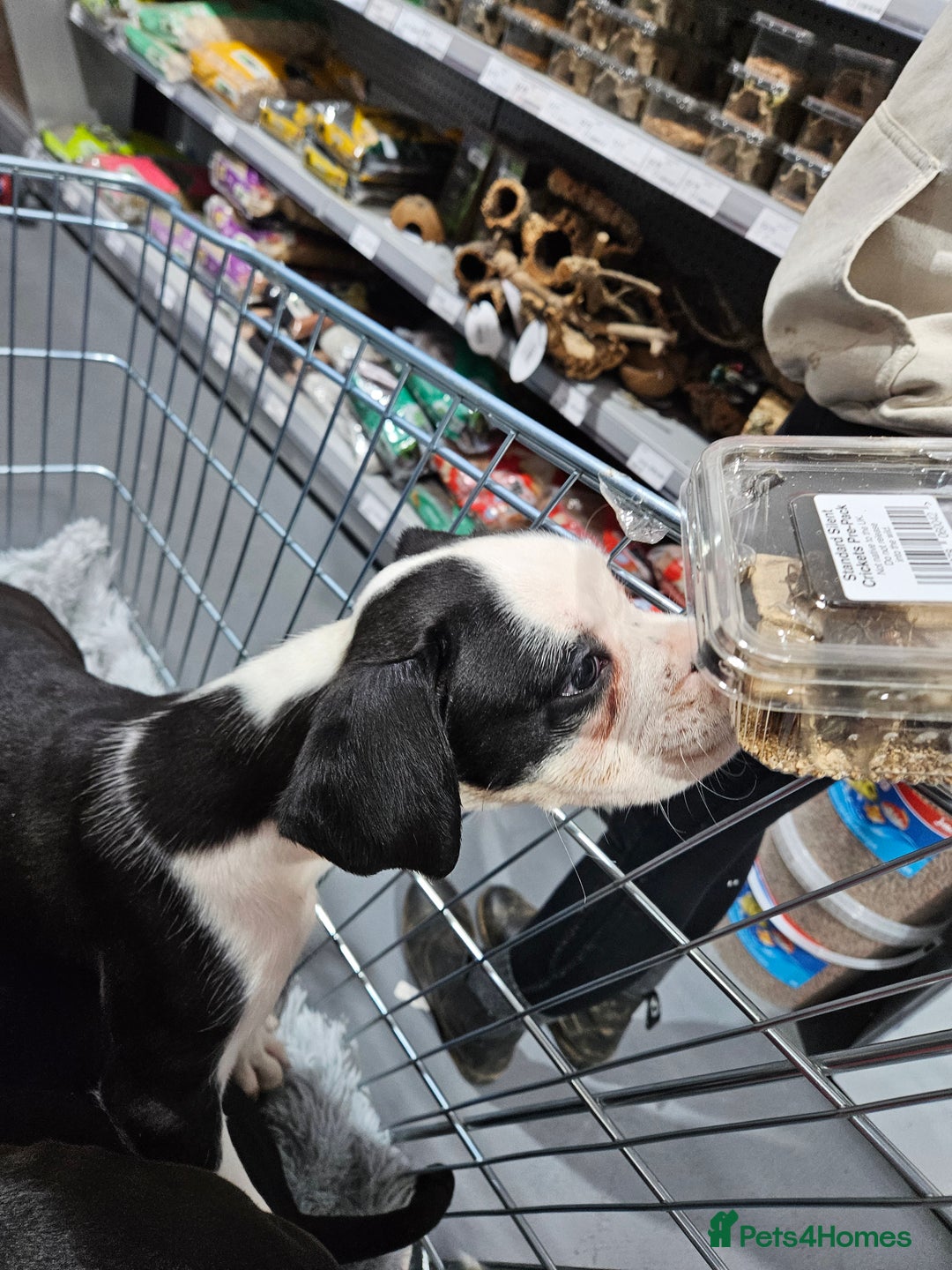 Boxer dogs for sale: READY NOW Kc reg sealed brindle fully vac  - Image 15