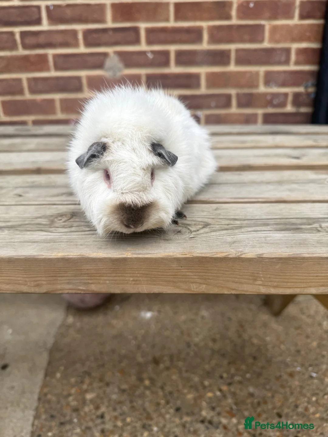 Guinea Pig rodents for sale: Guniea pigs  - Advert 7