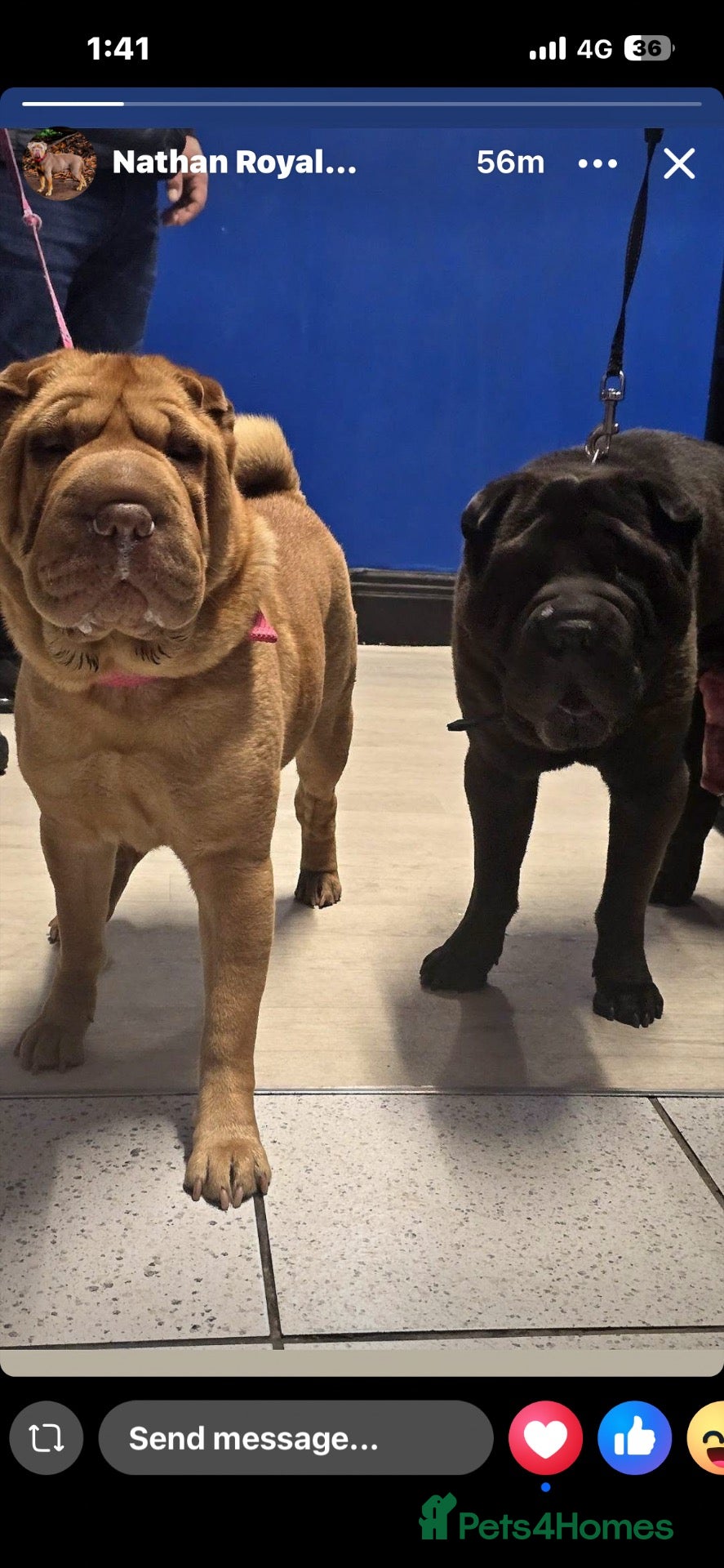Shar Pei dogs for sale: Shar pei puppys  - Advert 2
