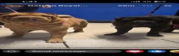 Shar Pei dogs for sale: Shar pei puppys  - Advert 1