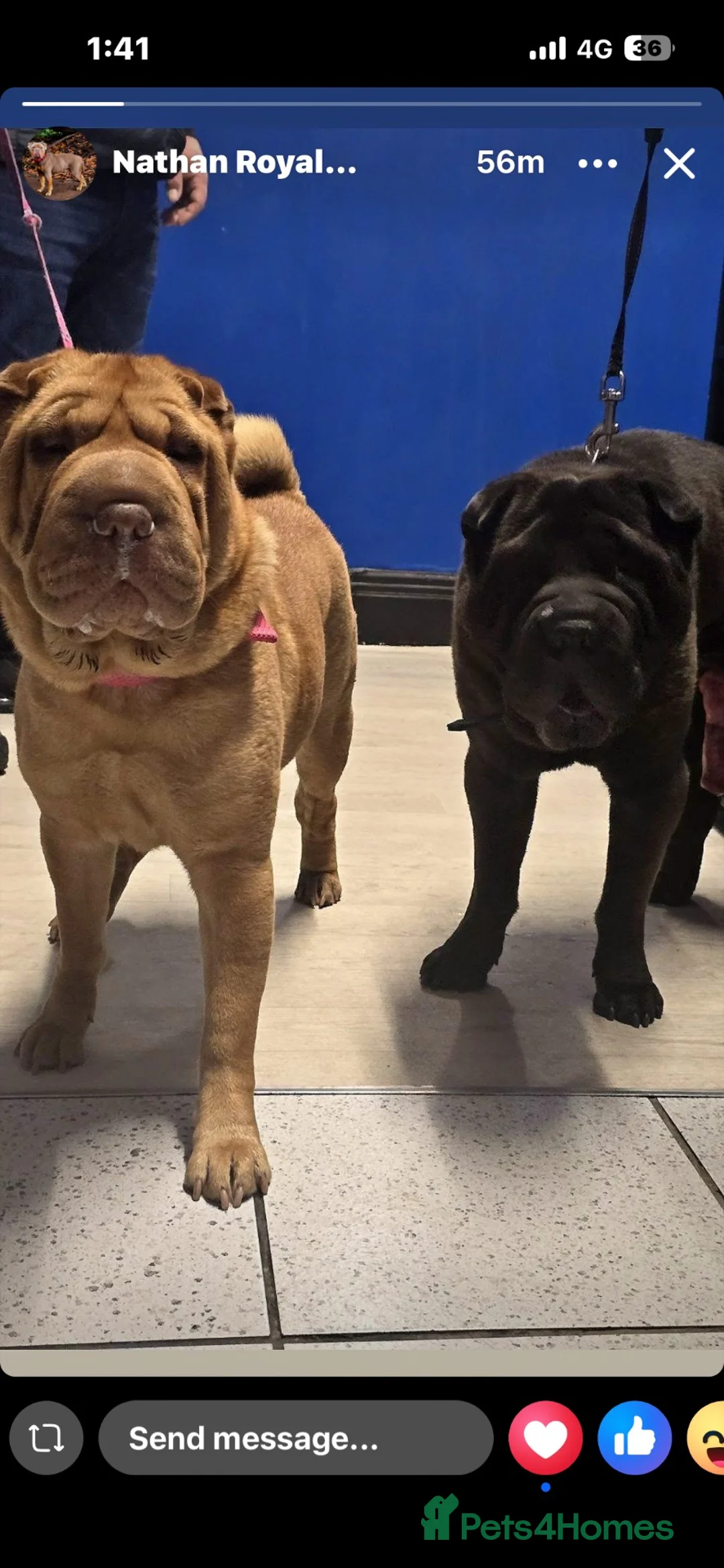 Shar Pei dogs for sale: Shar pei puppys  - Advert 1