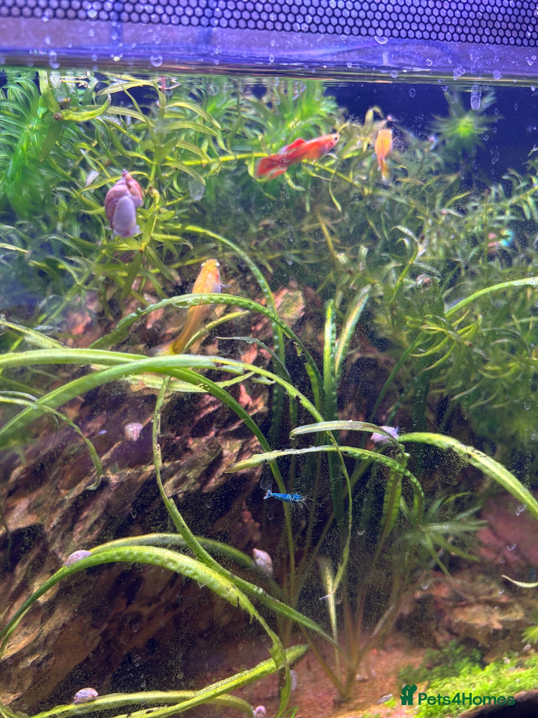 Mollies fish for sale: Mollies - Advert 3