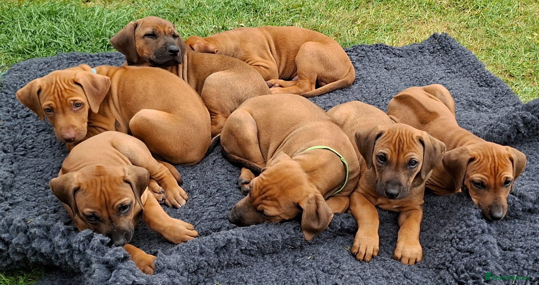 Rhodesian Ridgeback dogs Rhodesian Ridgeback Puppies KC Health Elb Hip JME - Advert 5