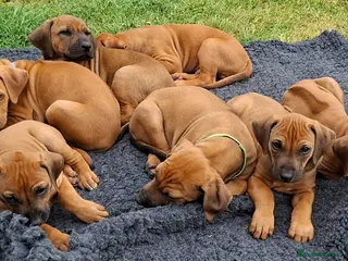 Rhodesian Ridgeback dogs Rhodesian Ridgeback Puppies KC Health Elb Hip JME - Advert 5