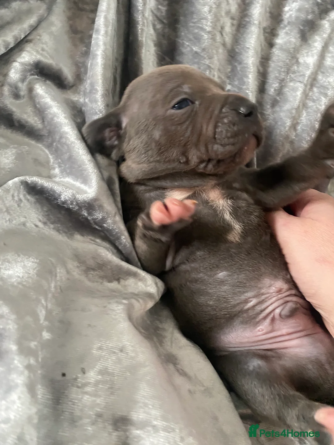 Staffordshire Bull Terrier dogs for sale: Blue pedigree staffordshire - Advert 8