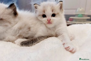 Ragdoll cats Beautiful Ragdoll kittens raised with ❤️ - Advert 1