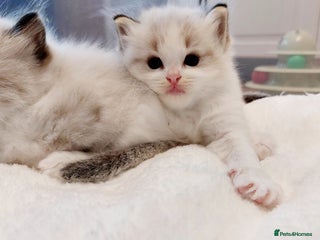 Ragdoll cats Beautiful Ragdoll kittens raised with ❤️ - Advert 16