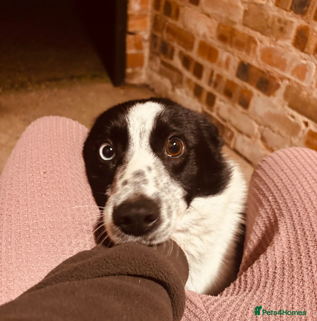 Border Collie dogs for sale: Working sheepdog - 15 months old border collie - Advert 3
