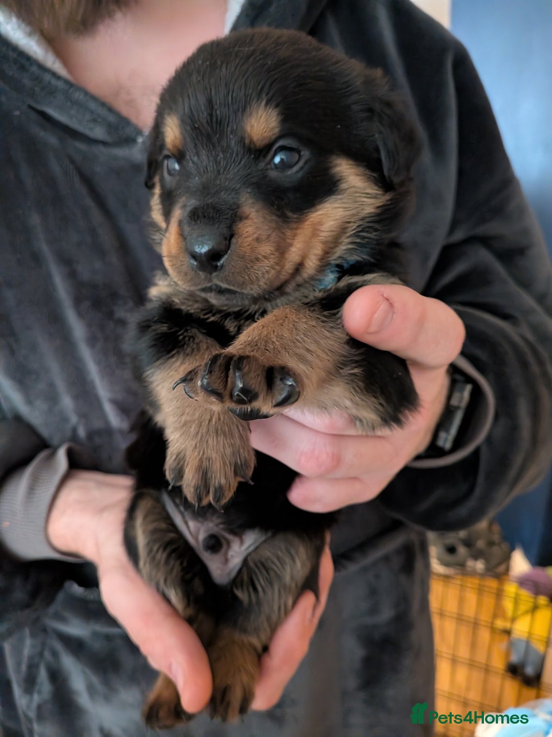 Rottweiler dogs for sale: ⭐ Rottweiler ⭐ - Advert 18