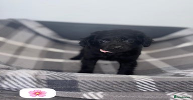 Cockapoo dogs - Advert 12