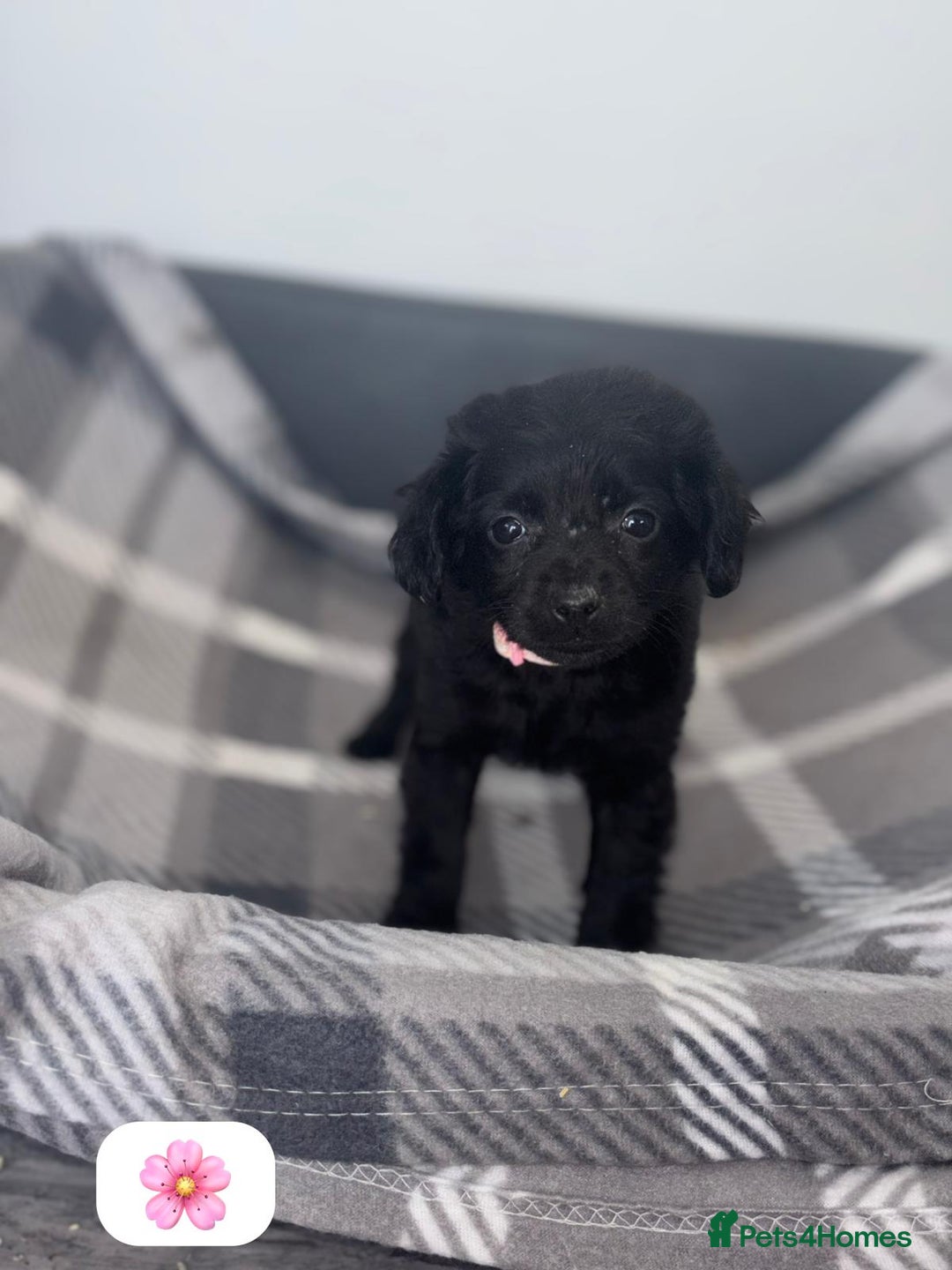 Cockapoo dogs for sale: Beautiful Cockapoo Babies🐶❤️ - Image 1