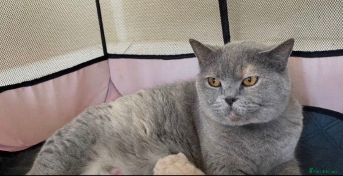 British Shorthair cats British Bluehead for sale!  - Advert 2