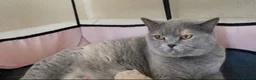 British Shorthair cats for sale: British Bluehead for sale!  in Enfield - Advert 1