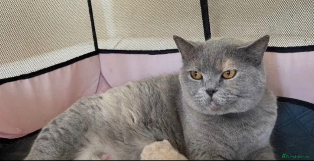 British Shorthair cats for sale: British Bluehead for sale!  in Enfield - Advert 1