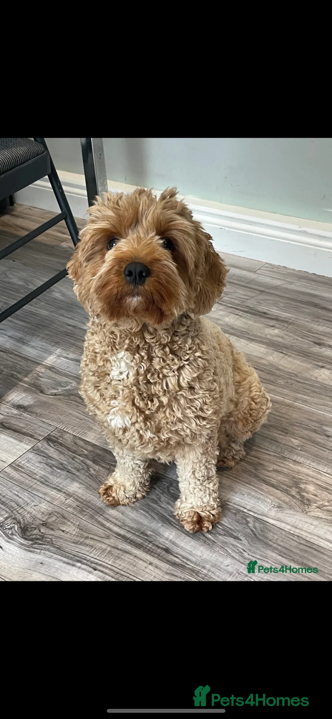 Cavapoo dogs for sale: F1 B Cavapoo - 10 Months  - Advert 5