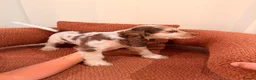 Cocker Spaniel dogs for sale: Male KC Registered Show Cocker Spaniel Ready to go - Advert 6