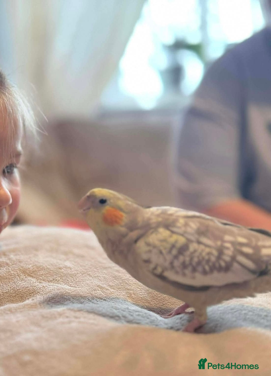 Cockatiels birds Male and female friendly cockatiels  - Advert 3