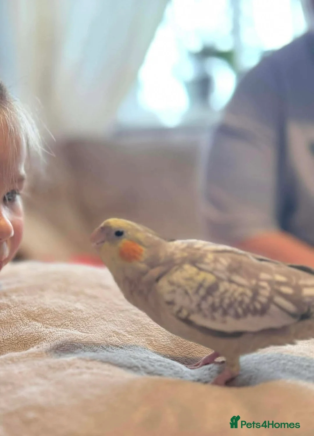 Cockatiels birds for sale: Male and female friendly cockatiels  - Advert 1