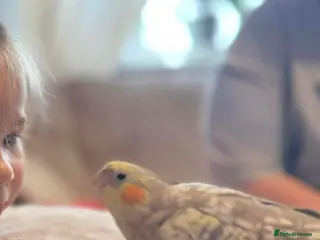 Cockatiels birds Male and female friendly cockatiels - Advert 7