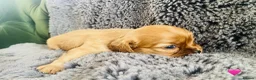 Cavalier King Charles Spaniel dogs for sale: KC Cavalier King Charles Puppies, All 4 Colours. - Advert 25