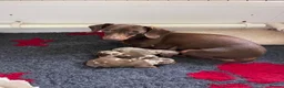 Dachshund dogs for sale: Dapple Miniature Dachshund Puppies - Advert 8