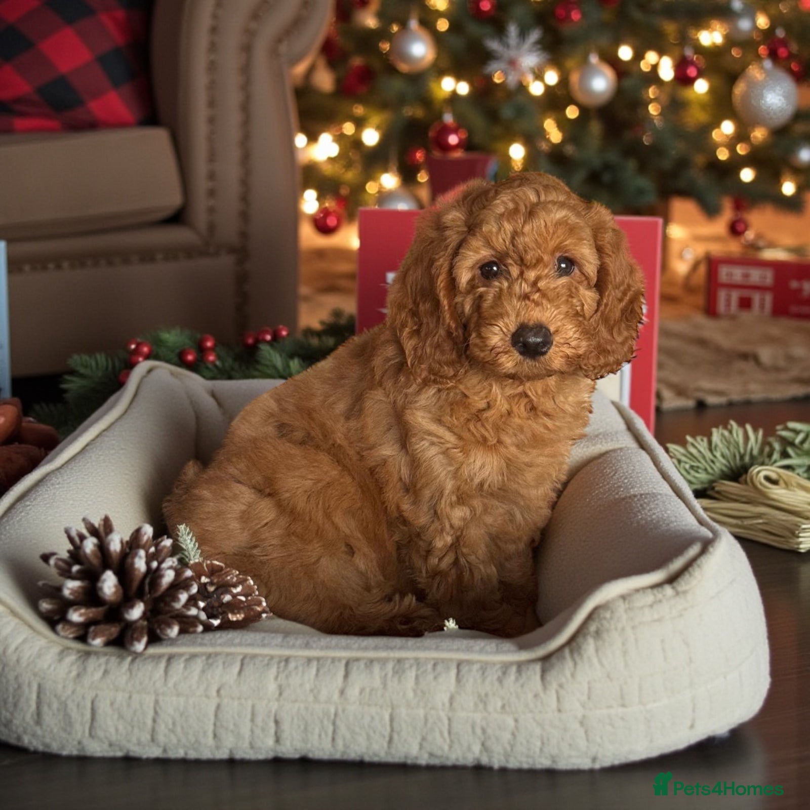 Mini Goldendoodle dogs 6 mini goldendoodle puppies for sale - Advert 6