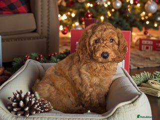 Mini Goldendoodle dogs 6 mini goldendoodle puppies for sale - Advert 5