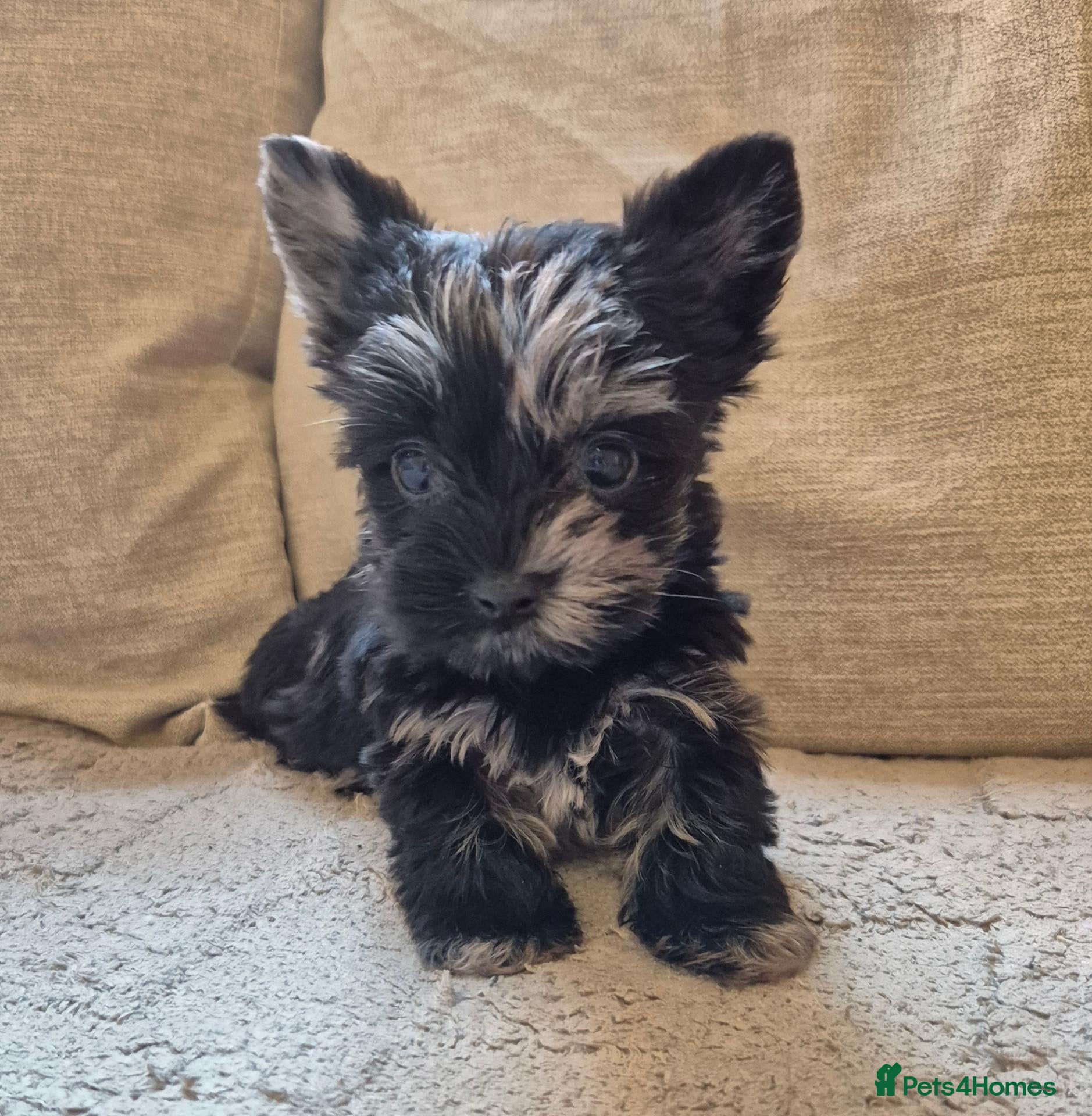 Yorkshire Terrier dogs Lilliputian Yorkies all now reserved - Advert 2