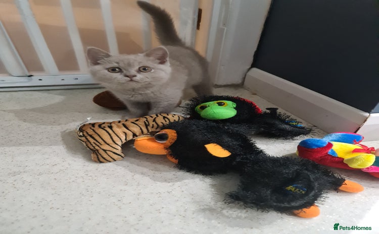 British Shorthair cats - Advert 5