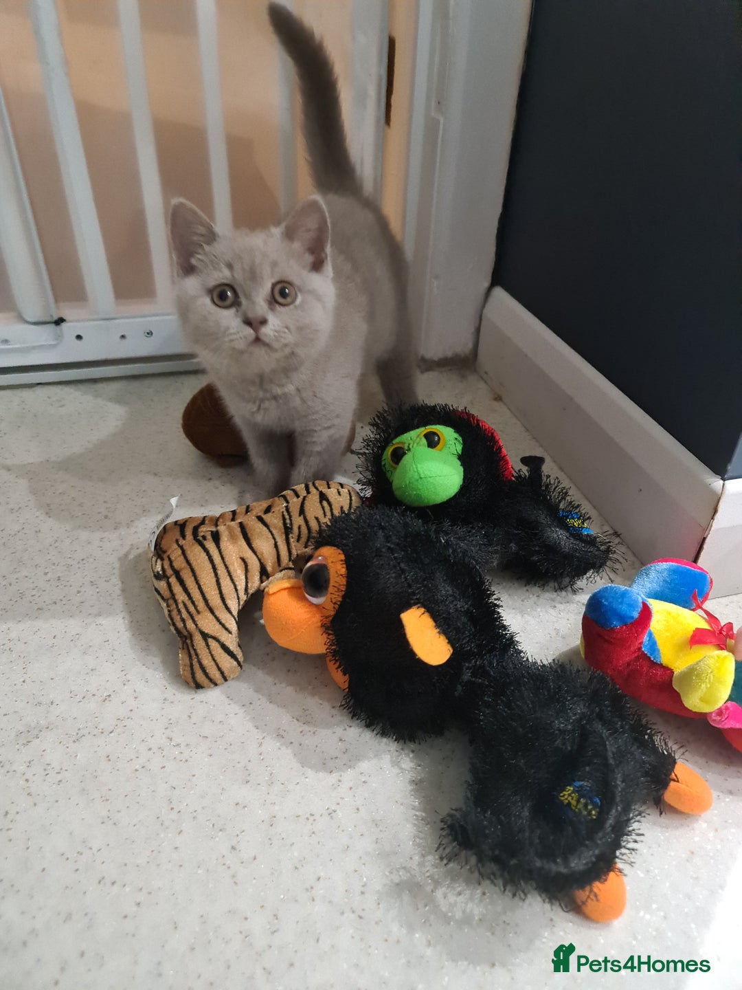 British Shorthair cats for sale: British shorthair kitten READY NOW - Image 1