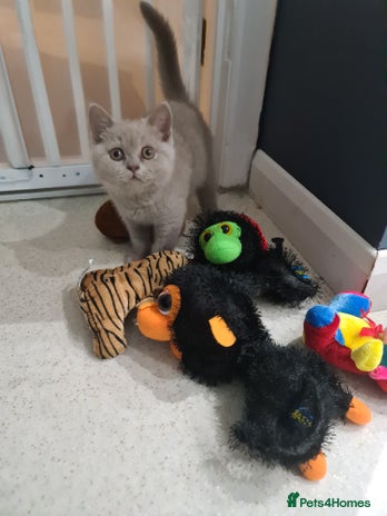British Shorthair cats - Advert 14