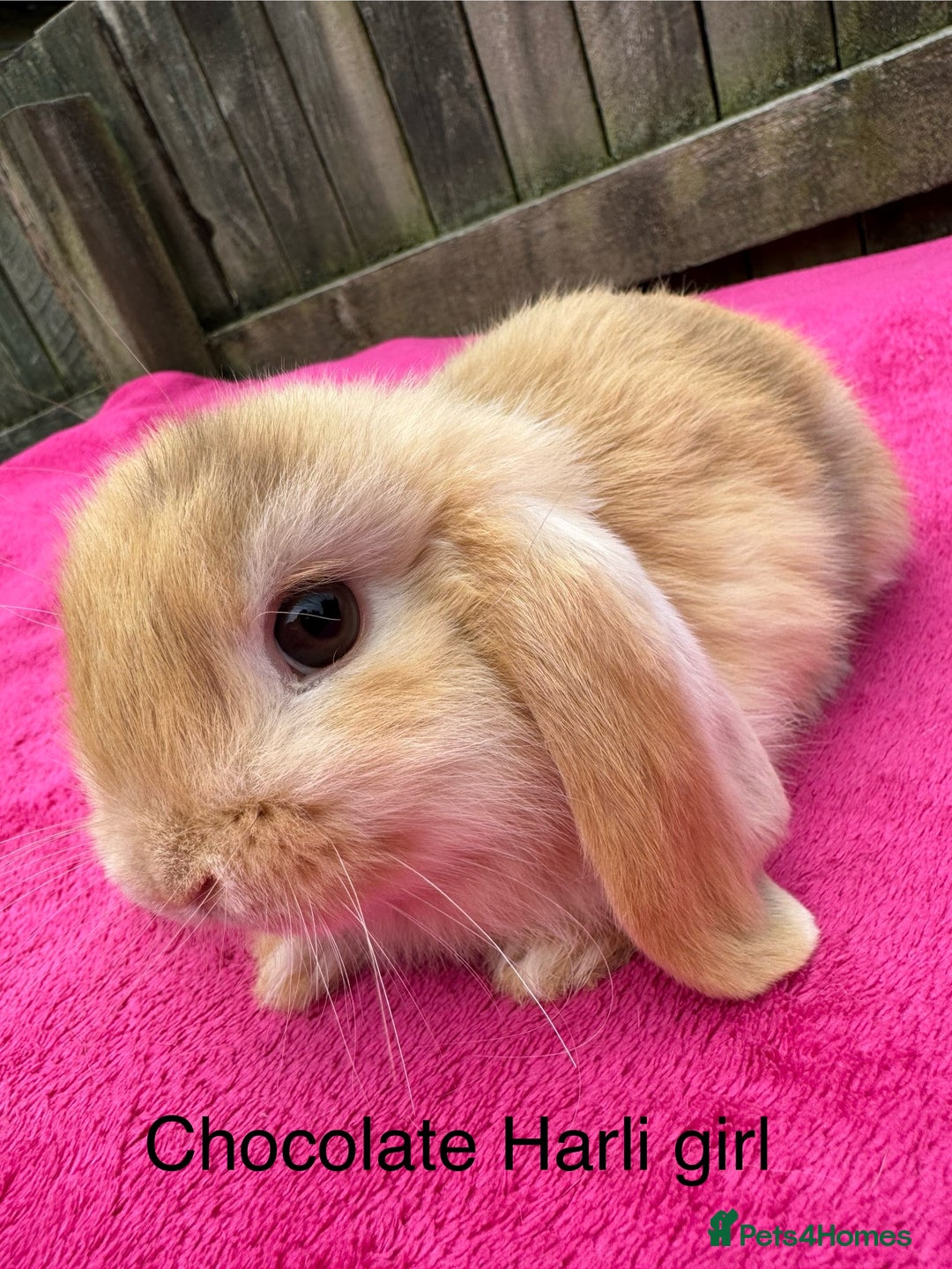 Mini Lop rabbits for sale: Friendly pure mini lops  - Image 4