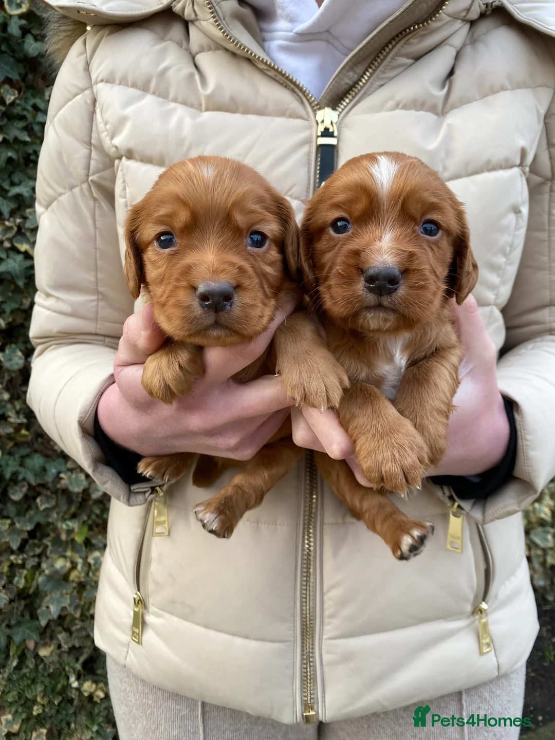 Cocker Spaniel dogs for sale: Kc Fox red, working cocker spaniels pups - Advert 17