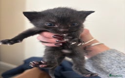 Mixed Breed cats for sale: 2 black kittens  - Image 4