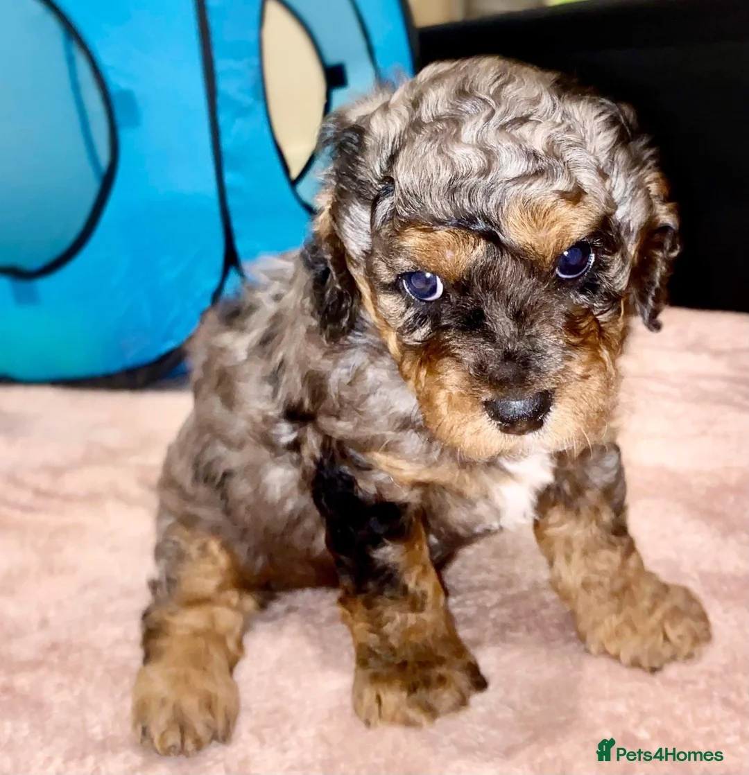 Toy Poodle dogs for stud: Rare Blue Merle Phantom Stud in Consett - Advert 11