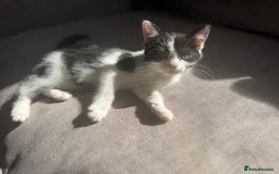 Mixed Breed cats for sale: Beautiful kittens - Ready for their new homes  - Image 4