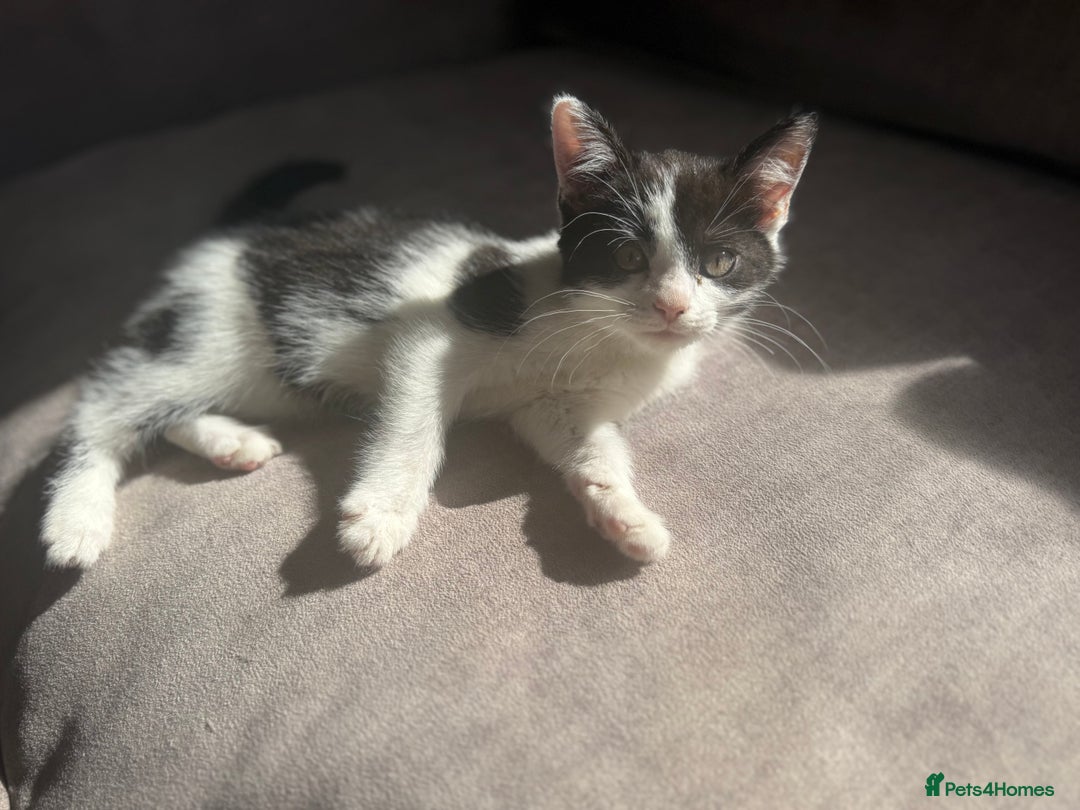 Mixed Breed cats for sale: Beautiful kittens - Ready for their new homes  - Image 4