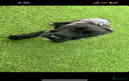 Mixed Breed dogs for sale: Lenny & Lulu - Image 14