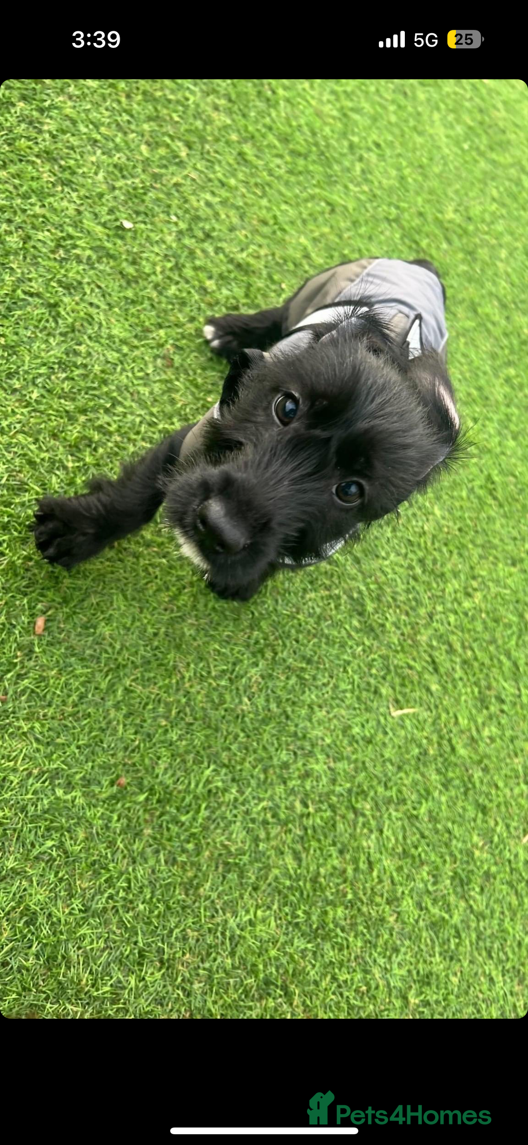 Mixed Breed dogs for sale: Lenny & Lulu - Image 14