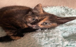 Mixed Breed cats for sale: 5 playful kittens looking for their forever homes  - Image 6