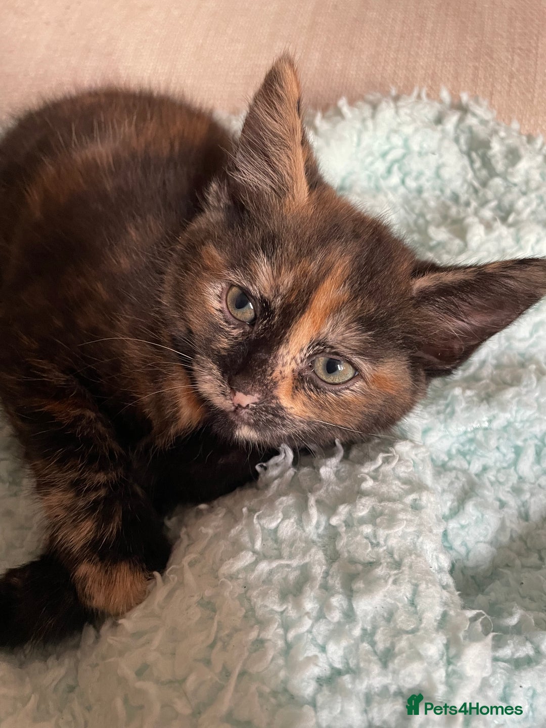 Mixed Breed cats for sale: 5 playful kittens looking for their forever homes  - Image 6