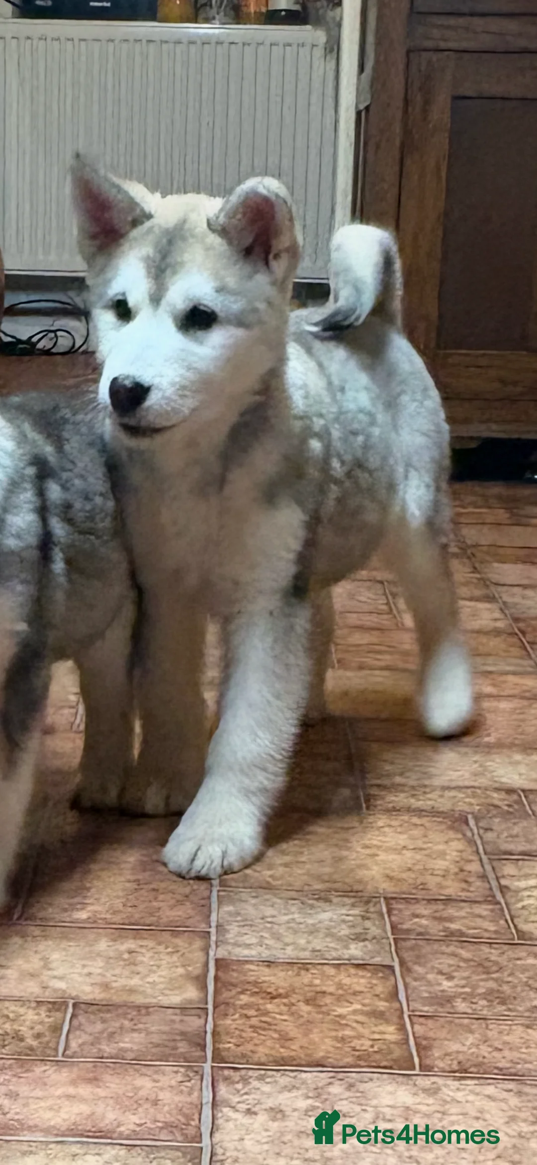 Alaskan Malamute dogs for sale: K.C registered Quality Alaskan Malamute puppies - Advert 35