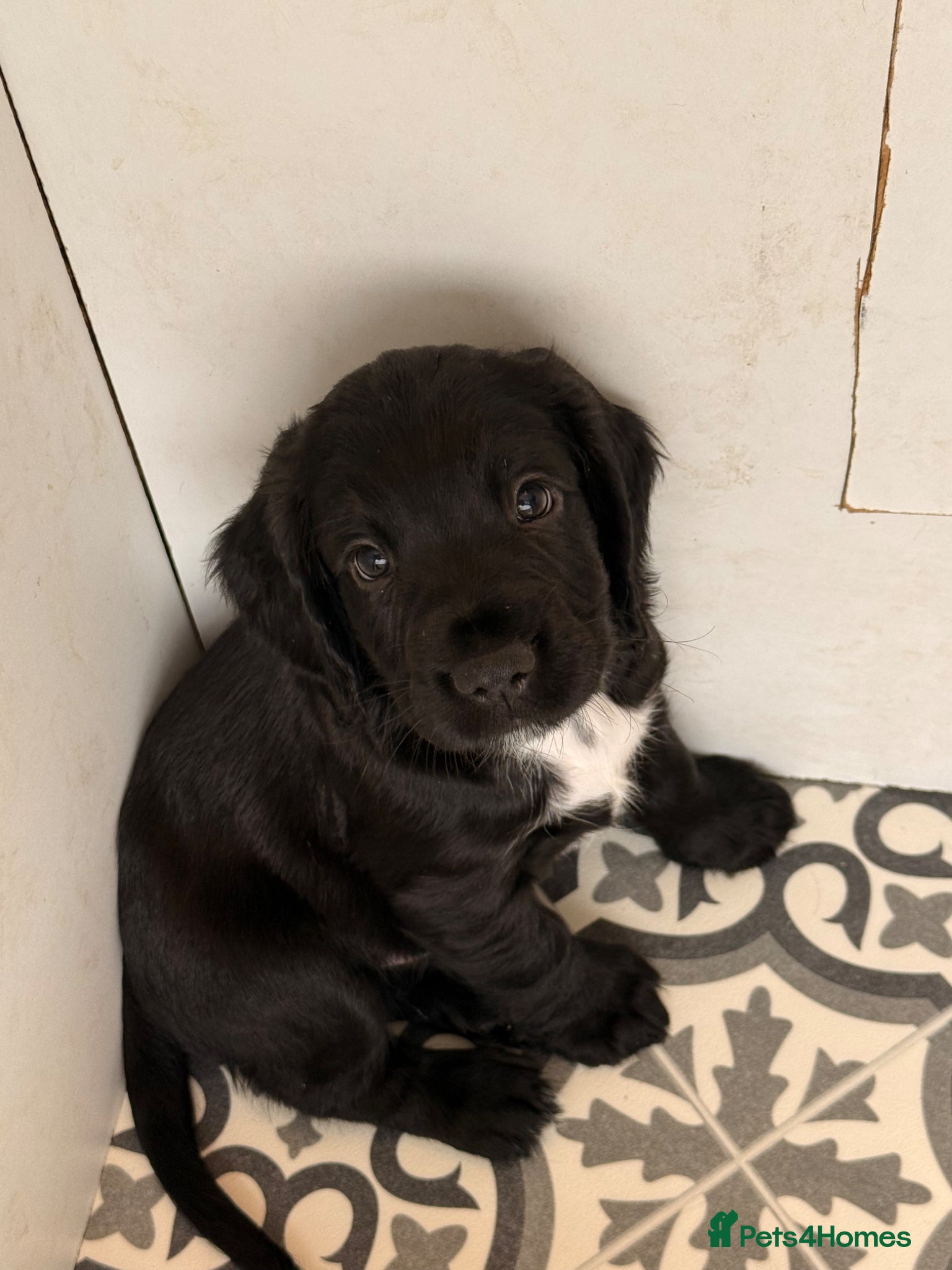 Sprocker dogs F2 Sprocker Spaniel Puppies - Advert 2