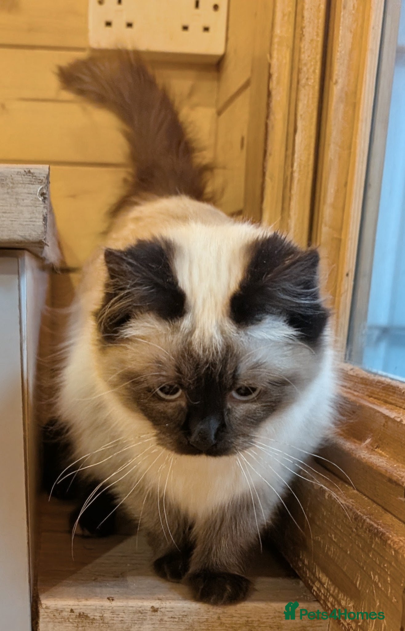 Ragdoll cats for sale: Ragdoll kittens - Advert 6