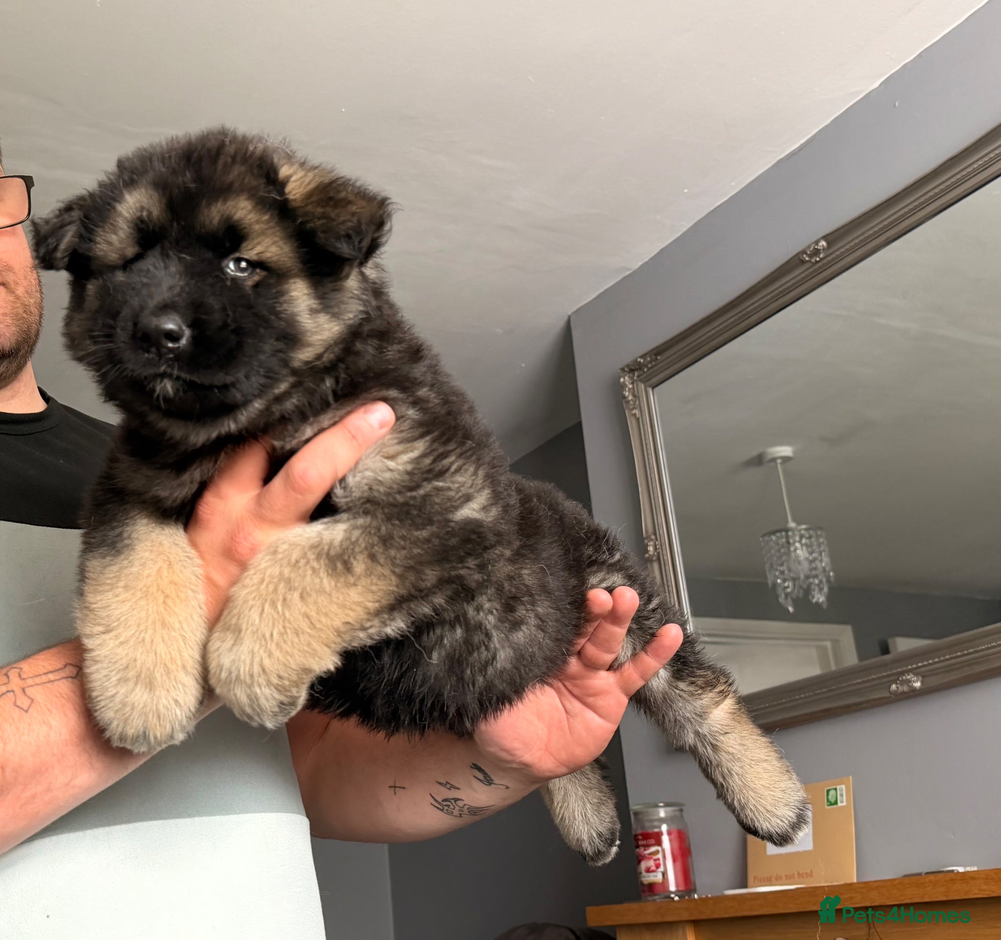Akita dogs for sale: American Akita  - Advert 22