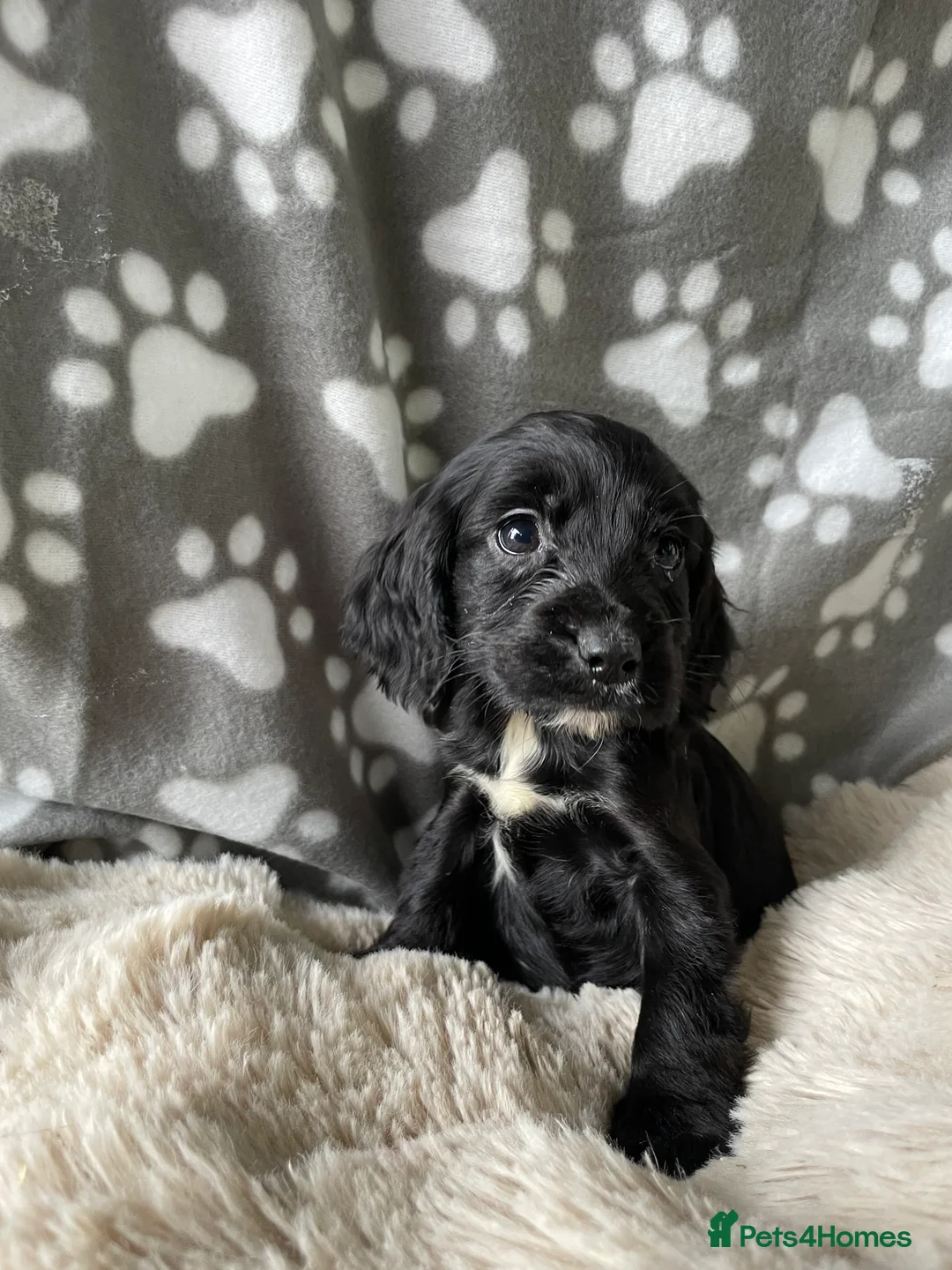 Cocker Spaniel dogs for sale: Working cocker spaniels  - Advert 19