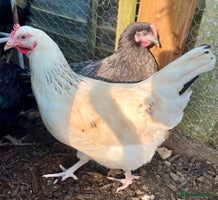 Chickens poultry - Advert 3