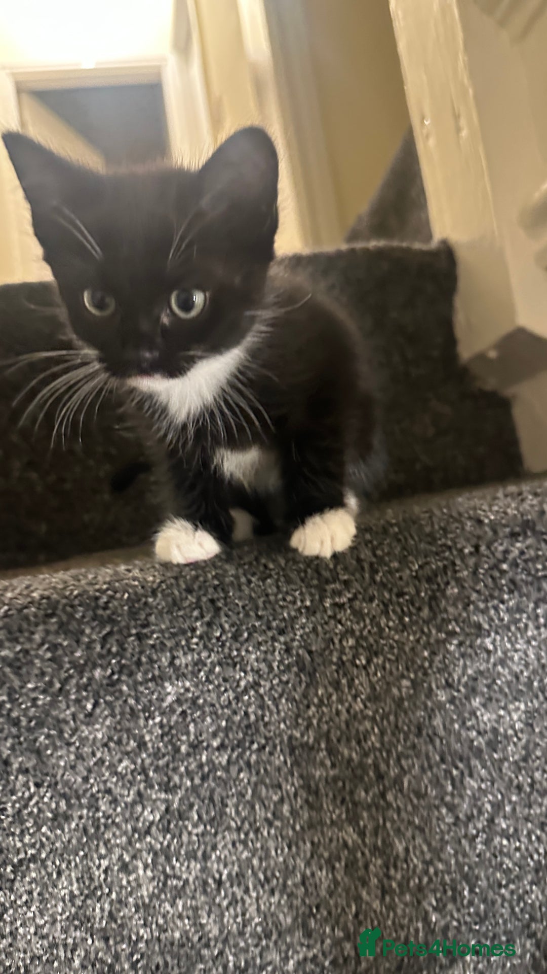 Mixed Breed cats for sale: 9 week old boy kitten - Advert 5