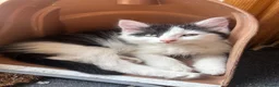 Turkish Angora cats for sale: 2 female 1 male Turkish angora kittens  - Advert 8