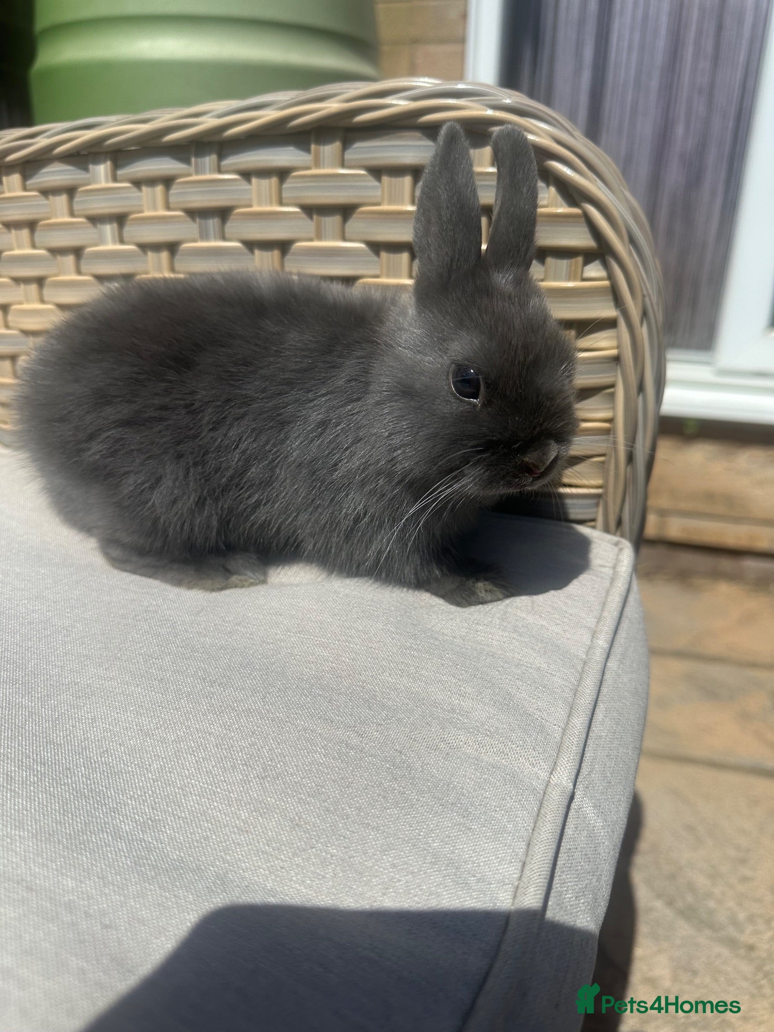 Netherland Dwarf rabbits 1 left. Lovely Netherlands dwarf baby rabbits. - Advert 1